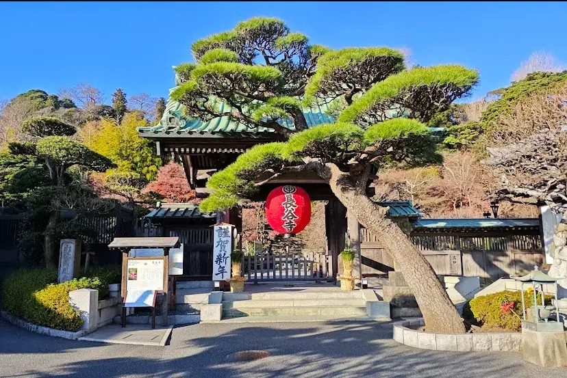 鎌倉長谷寺の観音堂とアジサイ(神奈川県鎌倉市・厄除け観音・慈悲と癒やし)
